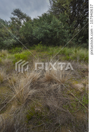 Calden forest landscape, Geoffraea decorticans plants, La Pampa province, Patagonia, Argentina. 107940637