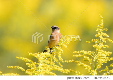 黑尾魚棲息在一棵黃花菜上 107940639