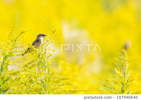 Blacktail perched on a goldenrod 107940640