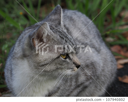 一隻貓盯著你 107940802