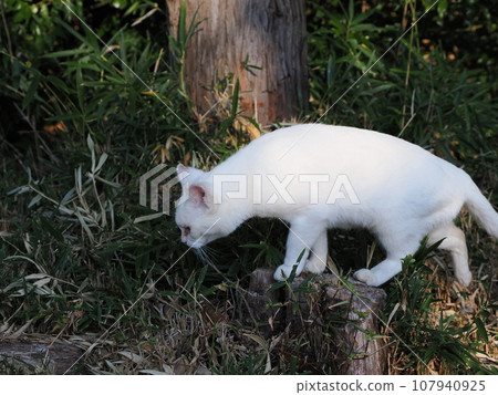 white cat with beautiful eyes 107940925