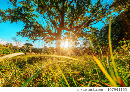Low angle view Sunlight sunshine sun and grass Old wood oak tree in Summer sunny day. Sunlight Sunshine Through Oak Forest Tree. Sunny Nature Wood Sunlight. green greenery lush branches, green life Low angle view Sunlight sunshine sun and grass Old wood oak tree in Summer sunny day. Sunlight Sunshine Through Oak Forest Tree. Sunny Nature Wood Sunlight. green greenery lush branches, green life 107941163