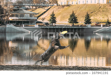 Alsatian Wolf Dog Or Black German Shepherd Dog Playing Outdoor With Flying Disc. Playful Pet Outdoors. Leisure Game For Dogs. Happy Pets Concept. Dog Catching Flying Disc 107941191