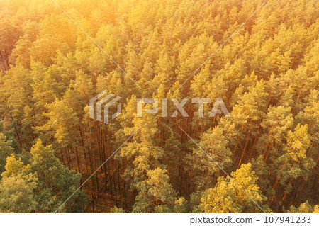 Aerial View Of Pine Forest. Elevated View Of Woods Forest Landscape During Sunset In Autumn Evening. Flight Above Fall Autumn Forest During Beautiful Sunset Evening. Copy Space 107941233