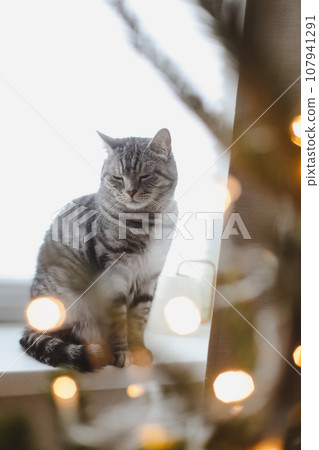 Merry christmas celebration and cat. Gray fluffy cute cat near decorated christmas tree. Furry pet resting at home for holidays. Merry christmas celebration and cat. Gray fluffy cute cat near decorated christmas tree. Furry pet resting at home for holidays. 107941291