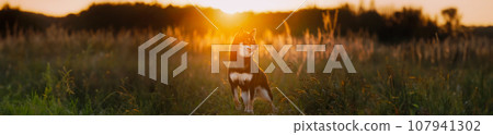 Black And Tan Shiba Inu Dog Sitting Outdoor In Grass During Sunset. Panorama, Panoramic View Shot Scene Copy Space. 107941302