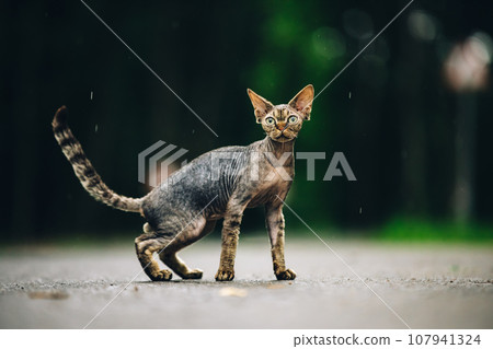 Devon Rex Cat With Dark Brown Tabby Fur Color On Walkway Under Rain. Funny Cute Beautiful Curious Playful Devon Rex Cat Looking At Camera. Green Eyes. Amazing Happy Pets Devon Rex Cat With Dark Brown Tabby Fur Color On Walkway Under Rain. Funny Cute Beautiful Curious Playful Devon Rex Cat Looking At Camera. Green Eyes. Amazing Happy Pets 107941324