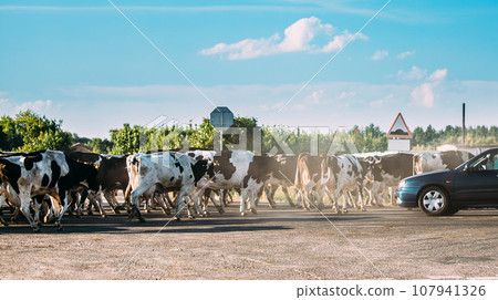 Herd Of Cattle Cows Dangerous Crossing Road In Countryside Opposite Cars. Cattle Crossing On Dusty Road Herd Of Cattle Cows Dangerous Crossing Road In Countryside Opposite Cars. Cattle Crossing On Dusty Road 107941326