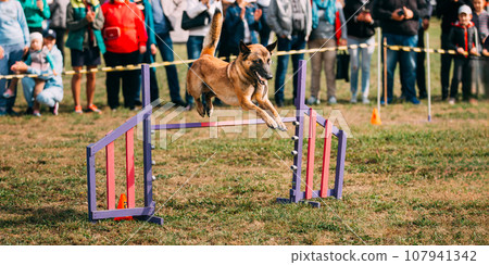 Malinois Dog Jumping Through Barrier During Agility Dog Training. Malinois Dog Jumping Through Barrier During Agility Dog Training. 107941342