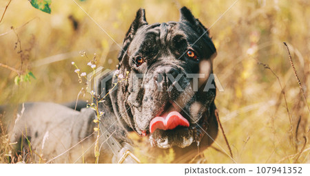 Black Cane Corso Dog. Big Dog Breeds. Close Up Portrait. Black Cane Corso Dog. Big Dog Breeds. Close Up Portrait 107941352