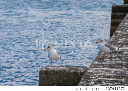 海堤和海鷗(大分縣杵築市) 海堤和海鷗(大分縣杵築市) 107941572