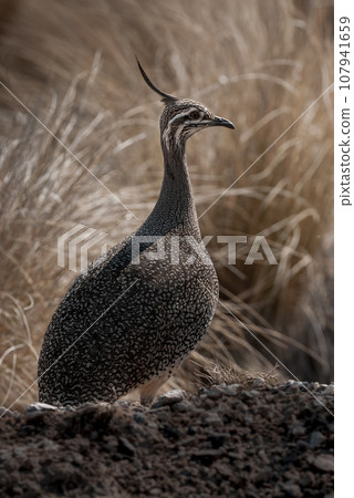 Elegant crested tinamou, Eudromia elegans, Pampas grassland environment, La Pampa province, Patagonia, Argentina. 107941659