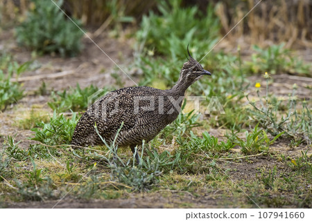 Elegant crested tinamou, Eudromia elegans, Pampas grassland environment, La Pampa province, Patagonia, Argentina. 107941660