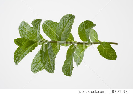 留蘭香離開了 留蘭香離開了 107941981