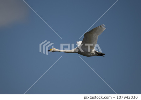 Whooper Swan in flight 107942030