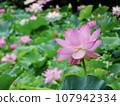 蓮花 107942334