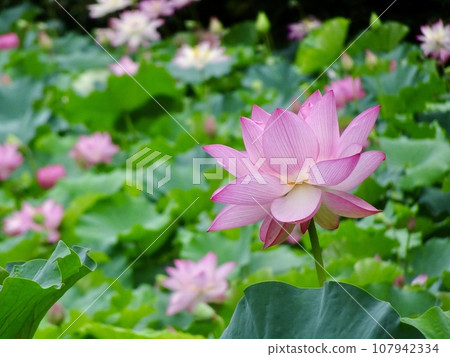 蓮花 蓮花 107942334