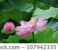 蓮花 107942335