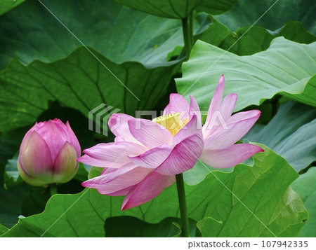 蓮花 107942335