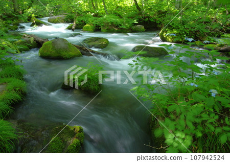 Oirase Gorge Samidare Flow Oirase Gorge Samidare Flow 107942524