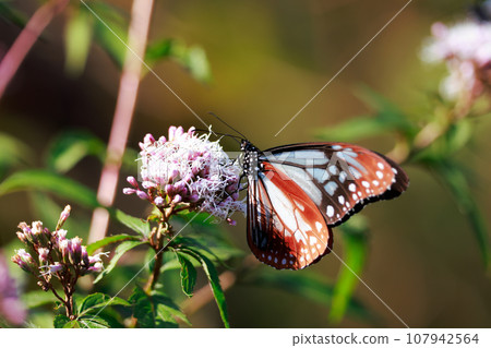 Flying Asagi Madara Flying Asagi Madara 107942564