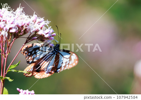 Flying Asagi Madara Flying Asagi Madara 107942584