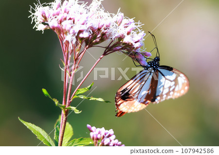 Flying Asagi Madara 107942586