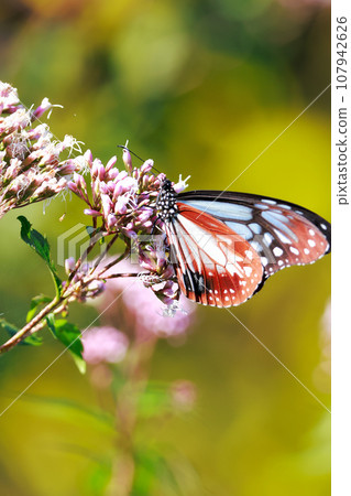 飛翔的阿佐木斑 107942626