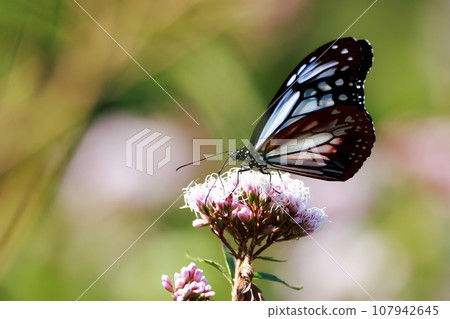 Flying Asagi Madara 107942645