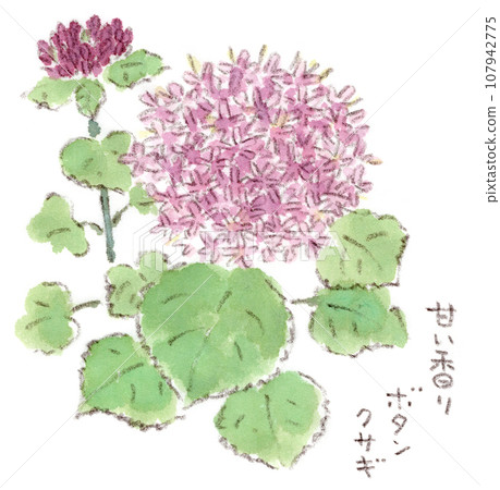Autumn flora: soft red-purple hemispherical flowers, watercolor illustration of cypress 107942775