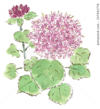 Autumn flora: soft red-purple hemispherical flowers, watercolor illustration of cypress 107942776