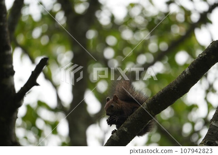 Squirrel eating walnuts Squirrel eating walnuts 107942823