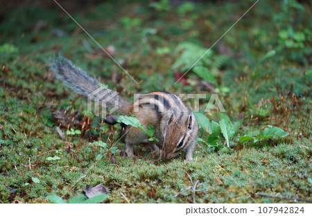 Is there something delicious? cute chipmunk Is there something delicious? cute chipmunk 107942824