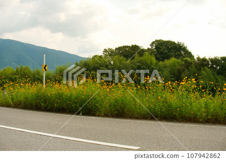 筆直的道路和路邊盛開的橙色波斯菊 107942862