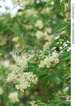 Elderflower blooming Elderflower blooming 107943015