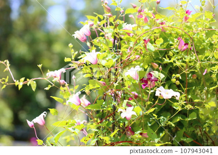 Clematis flower Princess Kate 107943041