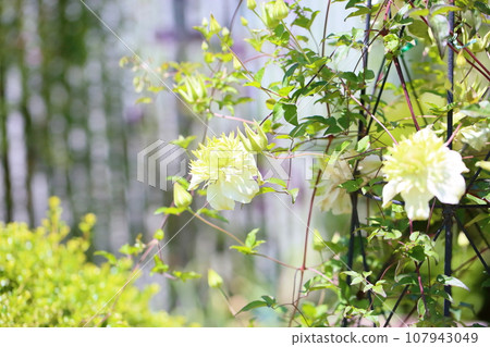 Clematis flower Shiromanju Clematis flower Shiromanju 107943049