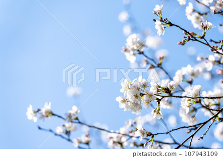 The cheerful spring season - cherry blossoms and cherry trees against the background of the spring sky (Photo location: Tateyama Ikoinomori, Kita Ward, Kumamoto City) The cheerful spring season - cherry blossoms and cherry trees against the background of the spring sky (Photo location: Tateyama Ikoinomori, Kita Ward, Kumamoto City) 107943109