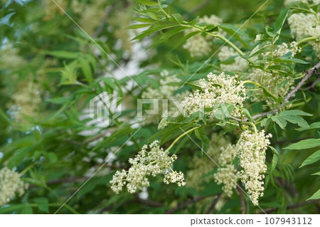 Elderflower blooming Elderflower blooming 107943112