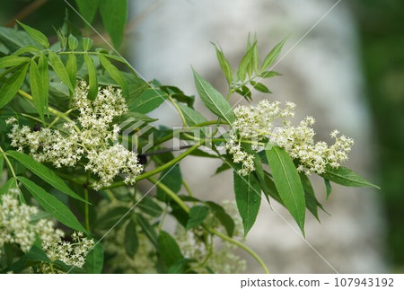 Elderflower blooming Elderflower blooming 107943192