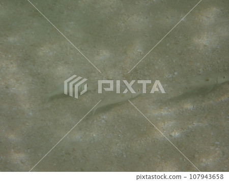 Montsukiiakahimeji that lives in the shallow sandy areas of the sea Montsukiiakahimeji that lives in the shallow sandy areas of the sea 107943658