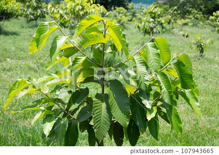 Yang tree (Dipterocarpus alatus Roxb. ex G.Don) 107943665
