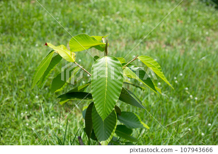 Yang tree (Dipterocarpus alatus Roxb. ex G.Don) Yang tree (Dipterocarpus alatus Roxb. ex G.Don) 107943666