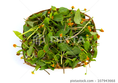 Yellow flower with green leaves of acmella oleracea or toothache plant on white background Yellow flower with green leaves of acmella oleracea or toothache plant on white background 107943668
