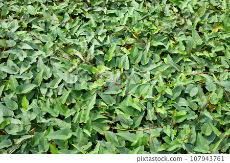 Water spinach or river spinach, water morning glory 107943761
