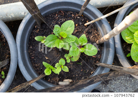 Ceylon spinach or basella rubra linn  or malabar spinach (Red stemmed) 107943762