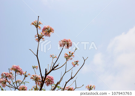 Trumpet Tree, Pink Poui, New World Trumpet, Rosy Trumpet 107943763