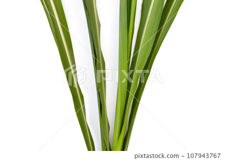 Sugar cane leaves on white background. Sugar cane leaves on white background. 107943767