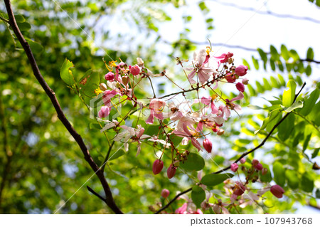 Cassia javanica flower, pink shower or apple blossom tree Cassia javanica flower, pink shower or apple blossom tree 107943768