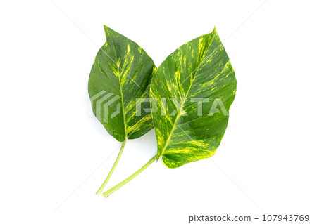Epipremnum aureum leaves on white background. Epipremnum aureum leaves on white background. 107943769